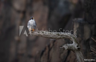 Ritratt ta’ Peregrine Falcon 